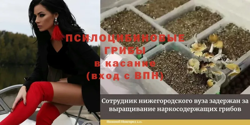 Где найти наркотики Микунь Cocaine  АМФ  ОМГ ОМГ вход  ГАШ  Канабис  Метадон  Мефедрон  Галлюциногенные грибы 